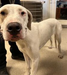 Shelter Stray Female Dog last seen Near BLOCK FLEETWOOD DR, JURUPA VALLEY, CA, 6851 Van Buren Boulevard, Jurupa Valley, CA 92509, USA