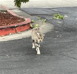 Shelter Stray Male Cat last seen CREEKS EDGE WA & SHINING STAR DR, 2127 Front St, Sacramento, CA 95818, USA