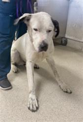 Shelter Stray Male Dog last seen Near BLOCK 58TH ST, JURUPA VALLEY CA 92509, 6851 Van Buren Boulevard, Jurupa Valley, CA 92509, USA