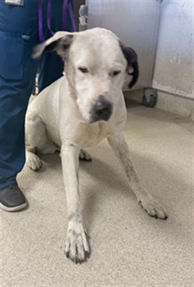 Shelter Stray Male Dog last seen Near BLOCK 58TH ST, JURUPA VALLEY CA 92509, 6851 Van Buren Boulevard, Jurupa Valley, CA 92509, USA