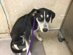 Shelter Stray Unknown Dog last seen Near BLOCK PEDLEY RD, JURUPA VALLEY CA 92509, 6851 Van Buren Boulevard, Jurupa Valley, CA 92509, USA
