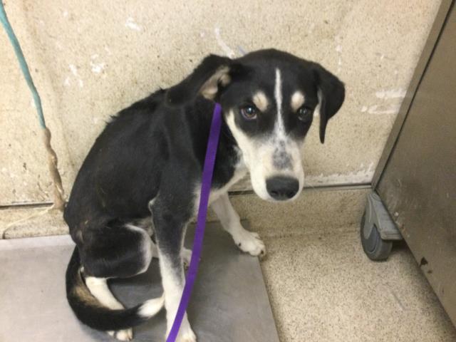 Shelter Stray Unknown Dog last seen Near BLOCK PEDLEY RD, JURUPA VALLEY CA 92509, 6851 Van Buren Boulevard, Jurupa Valley, CA 92509, USA