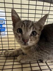 Shelter Stray Male Cat last seen ELDER CREEK RD & FLORIN PERKINS RD, 2127 Front St, Sacramento, CA 95818, USA