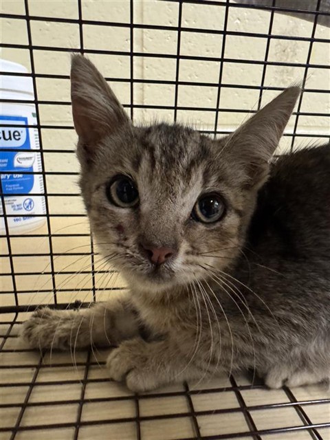 Shelter Stray Male Cat last seen ELDER CREEK RD & FLORIN PERKINS RD, 2127 Front St, Sacramento, CA 95818, USA
