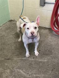 Shelter Stray Female Dog last seen FRONT ST & U ST, 2127 Front St, Sacramento, CA 95818, USA