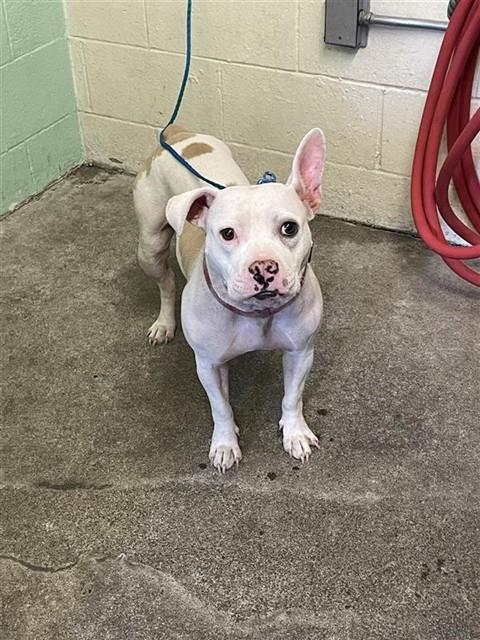 Shelter Stray Female Dog last seen FRONT ST & U ST, 2127 Front St, Sacramento, CA 95818, USA