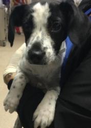 Shelter Stray Female Dog last seen Near BLOCK VAN BUREN BLVD, RIVERSIDE CA 92503, 6851 Van Buren Boulevard, Jurupa Valley, CA 92509, USA