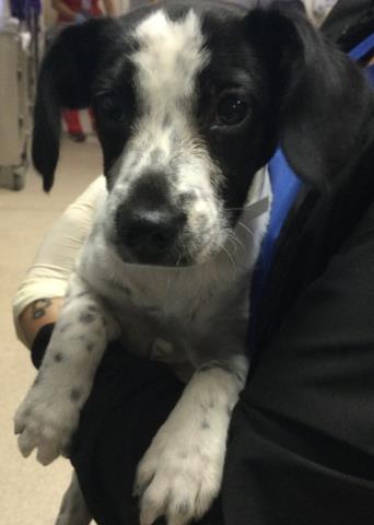Shelter Stray Female Dog last seen Near BLOCK VAN BUREN BLVD, RIVERSIDE CA 92503, 6851 Van Buren Boulevard, Jurupa Valley, CA 92509, USA