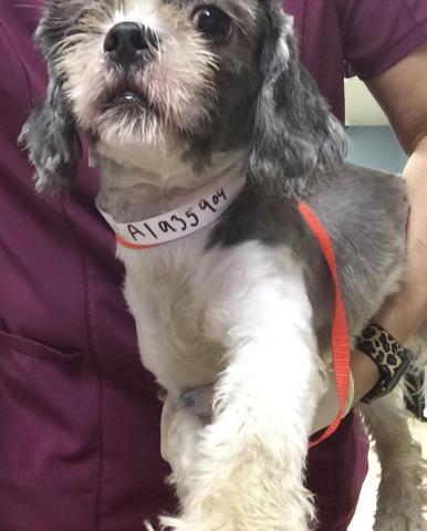 Shelter Stray Female Dog last seen Near BLOCK MAGNOLIA AVE, RIVERSIDE CA 92504, 6851 Van Buren Boulevard, Jurupa Valley, CA 92509, USA