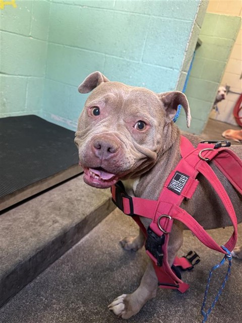 Shelter Stray Female Dog last seen FRONT ST & U ST, 2127 Front St, Sacramento, CA 95818, USA