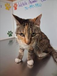 Shelter Stray Female Cat last seen Near BLOCK N SENECA ST, WICHITA KS 67203, 3303 N Hillside St, Wichita, KS 67219, USA