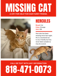 Lost Male Cat last seen Near Osborne St Unit 126 Pacoima CA 91331, Los Angeles, CA 91331