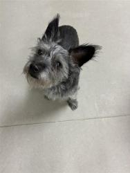 Shelter Stray Male Dog last seen Near MIRA LOMA DR, RENO NV 89502, 2825 Longley Ln Suite A, Reno, NV 89502, USA