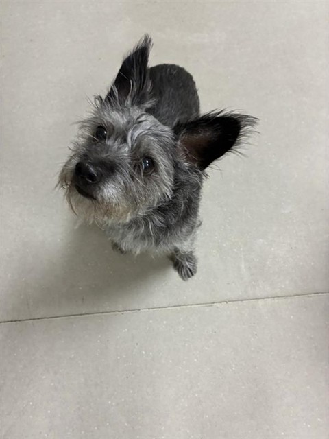 Shelter Stray Male Dog last seen Near MIRA LOMA DR, RENO NV 89502, 2825 Longley Ln Suite A, Reno, NV 89502, USA