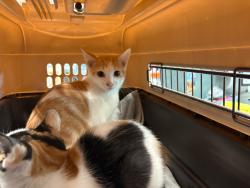 Shelter Stray Male Cat last seen , West Valley Animal Shelter, 20655 Plummer St, Chatsworth, CA 91311, USA