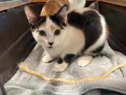 Shelter Stray Female Cat last seen , West Valley Animal Shelter, 20655 Plummer St, Chatsworth, CA 91311, USA
