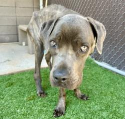 Shelter Stray Male Dog last seen , 4000 N Silverbell Rd, Tucson, AZ 85745, USA