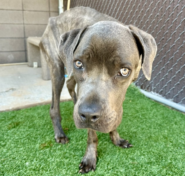 Shelter Stray Male Dog last seen , 4000 N Silverbell Rd, Tucson, AZ 85745, USA