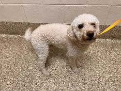 Shelter Stray Male Dog last seen Near BLOCK BRIGHT VW, COLORADO SPRINGS CO 80908, 610 Abbot Ln, Colorado Springs, CO 80905, USA