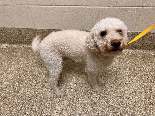 Shelter Stray Male Dog last seen Near BLOCK BRIGHT VW, COLORADO SPRINGS CO 80908, 610 Abbot Ln, Colorado Springs, CO 80905, USA