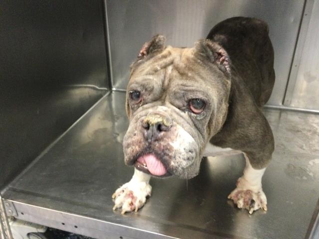 Shelter Stray Female Dog last seen Near BLOCK APAWAMIS RD, DESERT HOT SPRINGS, CA, 72050 Pet Land Pl, Thousand Palms, CA 92276, USA