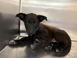 Shelter Stray Male Dog last seen Near BLOCK CALLE HELENE THOUSAND PALMS CA 92276, 72050 Pet Land Pl, Thousand Palms, CA 92276, USA