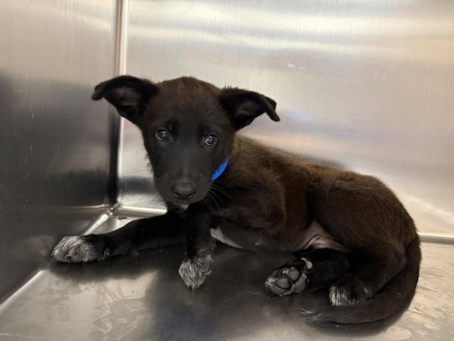 Shelter Stray Male Dog last seen Near BLOCK CALLE HELENE THOUSAND PALMS CA 92276, 72050 Pet Land Pl, Thousand Palms, CA 92276, USA