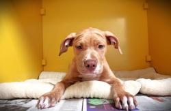 Shelter Stray Male Dog last seen , 1850 W 60th St, Los Angeles, CA 90047, USA