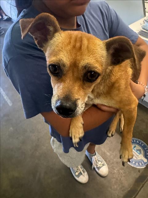Shelter Stray Female Dog last seen , 1850 W 60th St, Los Angeles, CA 90047, USA