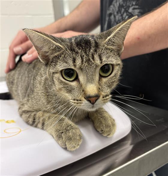 Shelter Stray Female Cat last seen Near, 2600 S Harding St, Indianapolis, IN 46221, USA
