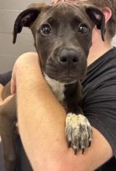 Shelter Stray Female Dog last seen Near, 2600 S Harding St, Indianapolis, IN 46221, USA