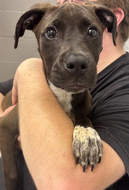 Shelter Stray Female Dog last seen Near, 2600 S Harding St, Indianapolis, IN 46221, USA