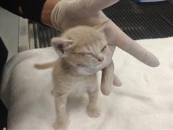 Shelter Stray Female Cat last seen Near BLOCK ALAMO DR, 100 Caja Del Rio Rd, Santa Fe, NM 87507, USA