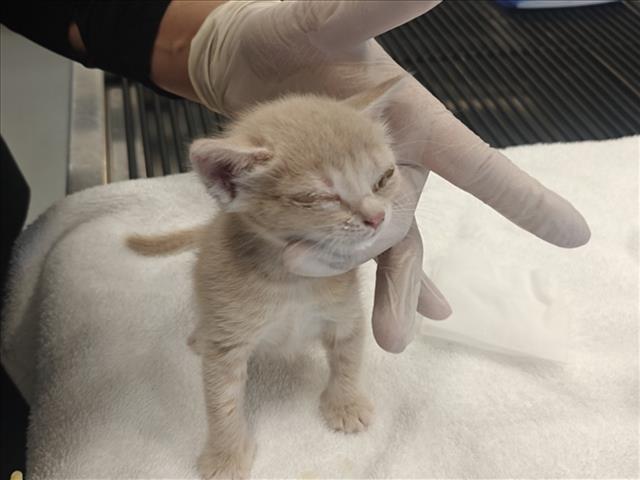 Shelter Stray Female Cat last seen Near BLOCK ALAMO DR, 100 Caja Del Rio Rd, Santa Fe, NM 87507, USA