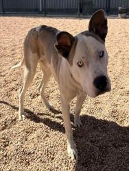 Shelter Stray Male Dog last seen Near BLOCK W 90TH AVE, 12155 Park Blvd, Brighton, CO 80601, USA