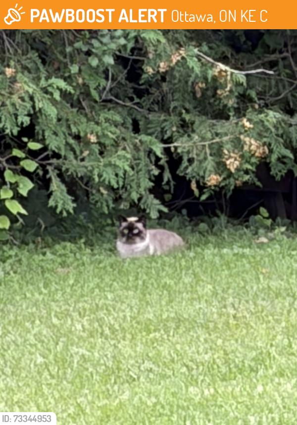 Found/Stray Unknown Cat last seen Rideau Heights Inn (across the street), Ottawa, ON K2E 8C2