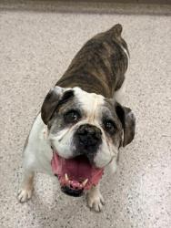 Shelter Stray Male Dog last seen Near BLOCK E PARKSIDE DR N, 12155 Park Blvd, Brighton, CO 80601, USA