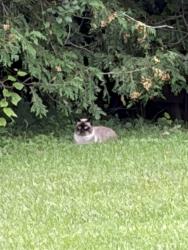Found/Stray Unknown Cat last seen Rideau Heights Inn (across the street), Ottawa, ON K2E 8C2