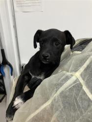 Shelter Stray Male Dog last seen Near BLOCK S ROUGHRIDER AVE, FRESNO CA 93725 4000, 5277 E Airways Blvd, Fresno, CA 93727, USA