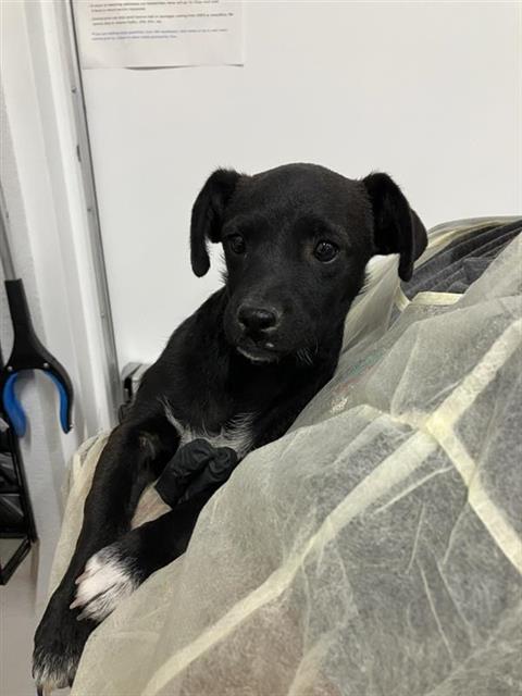 Shelter Stray Male Dog last seen Near BLOCK S ROUGHRIDER AVE, FRESNO CA 93725 4000, 5277 E Airways Blvd, Fresno, CA 93727, USA