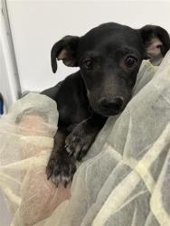 Shelter Stray Female Dog last seen Near BLOCK S ROUGHRIDER AVE, FRESNO CA 93725 4000, 5277 E Airways Blvd, Fresno, CA 93727, USA