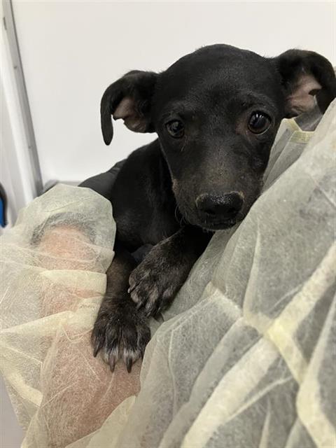 Shelter Stray Female Dog last seen Near BLOCK S ROUGHRIDER AVE, FRESNO CA 93725 4000, 5277 E Airways Blvd, Fresno, CA 93727, USA