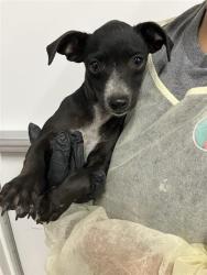 Shelter Stray Female Dog last seen Near BLOCK S ROUGHRIDER AVE, FRESNO CA 93725 4000, 5277 E Airways Blvd, Fresno, CA 93727, USA