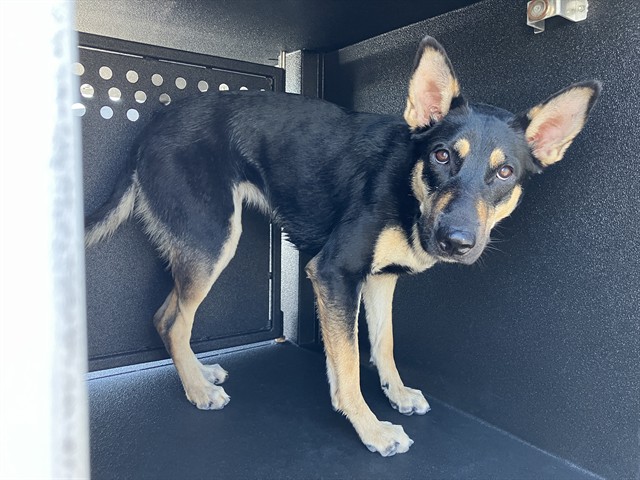 Shelter Stray Female Dog last seen Near BLOCK E MARINA DR, LONG BEACH, CA 90803, 7700 E Spring St, Long Beach, CA 90815, USA