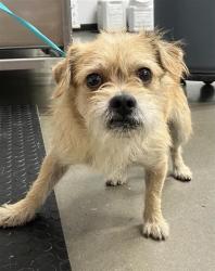 Shelter Stray Male Dog last seen Near BLOCK E KINGS CANYON RD, FRESNO CA 93727, 5277 E Airways Blvd, Fresno, CA 93727, USA