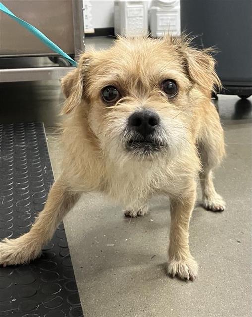 Shelter Stray Male Dog last seen Near BLOCK E KINGS CANYON RD, FRESNO CA 93727, 5277 E Airways Blvd, Fresno, CA 93727, USA