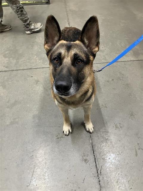 Shelter Stray Male Dog last seen Near BLOCK N MILLBROOK AVE, FRESNO CA 93730, 5277 E Airways Blvd, Fresno, CA 93727, USA