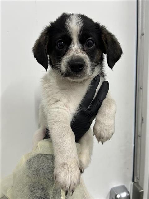 Shelter Stray Male Dog last seen Near BLOCK E UNIVERSITY AVE, FRESNO CA 93703 3163, 5277 E Airways Blvd, Fresno, CA 93727, USA