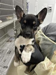 Shelter Stray Female Dog last seen Near BLOCK E CLAY AVE, FRESNO CA 93727 2502, 5277 E Airways Blvd, Fresno, CA 93727, USA