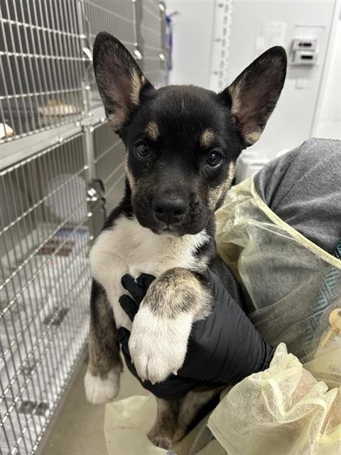 Shelter Stray Female Dog last seen Near BLOCK E CLAY AVE, FRESNO CA 93727 2502, 5277 E Airways Blvd, Fresno, CA 93727, USA